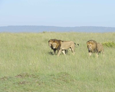 Lion, Male, 3-011413-Maasai Mara National Reserve, Kenya-#0113.jpg