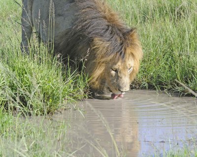 Lion, Male, drinking-011413-Maasai Mara National Reserve, Kenya-#1939.jpg