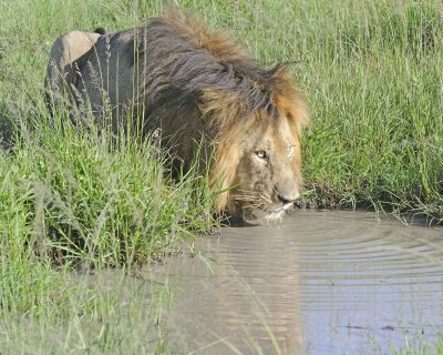 Lion, Male, drinking-011413-Maasai Mara National Reserve, Kenya-#1947.jpg