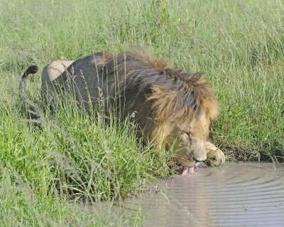 Lion, Male, drinking-011413-Maasai Mara National Reserve, Kenya-#2011.jpg