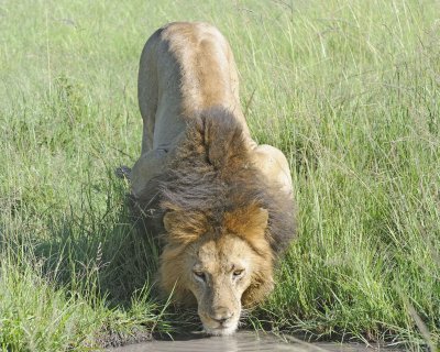 Lion, Male, drinking-011413-Maasai Mara National Reserve, Kenya-#2041.jpg