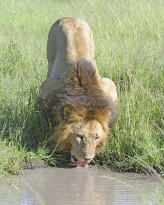 Lion, Male, drinking-011413-Maasai Mara National Reserve, Kenya-#2045.jpg