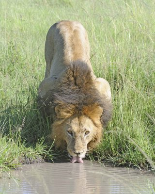 Lion, Male, drinking-011413-Maasai Mara National Reserve, Kenya-#2055.jpg