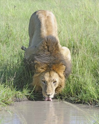 Lion, Male, drinking-011413-Maasai Mara National Reserve, Kenya-#2057.jpg