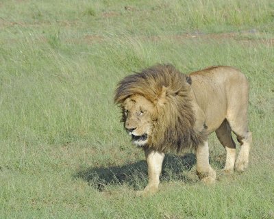 Lion, Male-011413-Maasai Mara National Reserve, Kenya-#0182.jpg