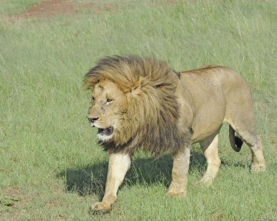 Lion, Male-011413-Maasai Mara National Reserve, Kenya-#0189.jpg