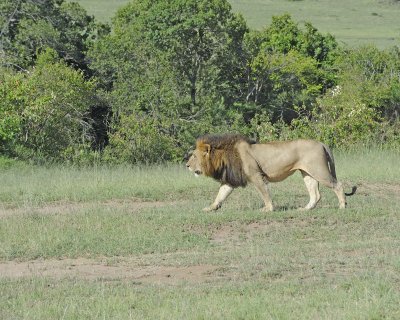 Lion, Male-011413-Maasai Mara National Reserve, Kenya-#0199.jpg