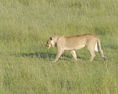 Lion, Male-011413-Maasai Mara National Reserve, Kenya-#1319.jpg