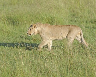 Lion, Male-011413-Maasai Mara National Reserve, Kenya-#1334.jpg
