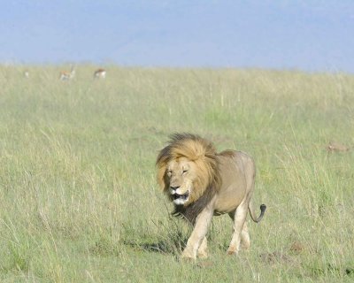 Lion, Male-011413-Maasai Mara National Reserve, Kenya-#1588.jpg