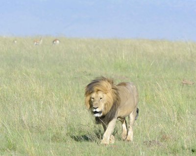 Lion, Male-011413-Maasai Mara National Reserve, Kenya-#1589.jpg