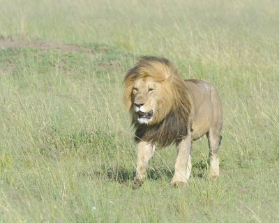 Lion, Male-011413-Maasai Mara National Reserve, Kenya-#1596.jpg