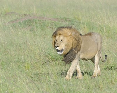 Lion, Male-011413-Maasai Mara National Reserve, Kenya-#1600.jpg