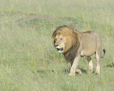 Lion, Male-011413-Maasai Mara National Reserve, Kenya-#1601.jpg