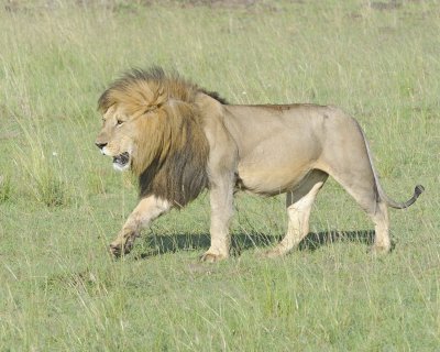 Lion, Male-011413-Maasai Mara National Reserve, Kenya-#1623.jpg