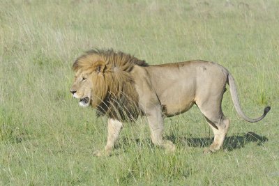 Lion, Male-011413-Maasai Mara National Reserve, Kenya-#1630.jpg