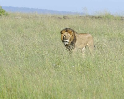 Lion, Male-011413-Maasai Mara National Reserve, Kenya-#1635.jpg