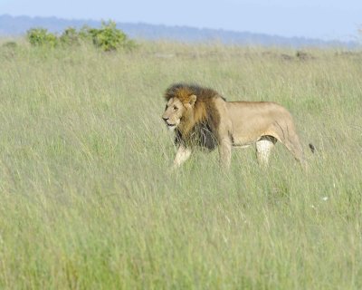 Lion, Male-011413-Maasai Mara National Reserve, Kenya-#1639.jpg
