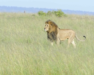 Lion, Male-011413-Maasai Mara National Reserve, Kenya-#1651.jpg