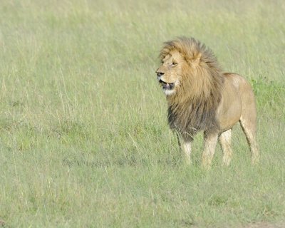Lion, Male-011413-Maasai Mara National Reserve, Kenya-#1710.jpg