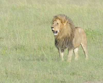 Lion, Male-011413-Maasai Mara National Reserve, Kenya-#1713.jpg