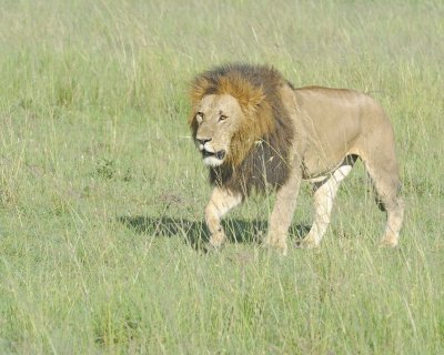 Lion, Male-011413-Maasai Mara National Reserve, Kenya-#1750.jpg