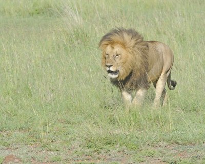 Lion, Male-011413-Maasai Mara National Reserve, Kenya-#1772.jpg
