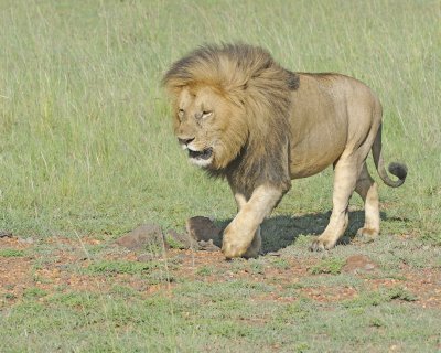 Lion, Male-011413-Maasai Mara National Reserve, Kenya-#1783.jpg