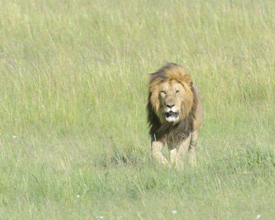 Lion, Male-011413-Maasai Mara National Reserve, Kenya-#1797.jpg
