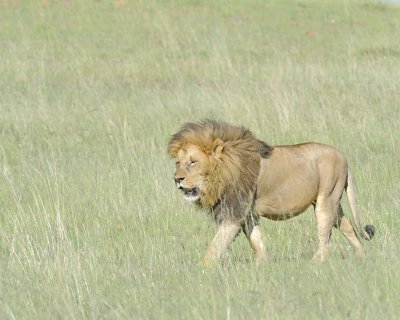 Lion, Male-011413-Maasai Mara National Reserve, Kenya-#2088.jpg