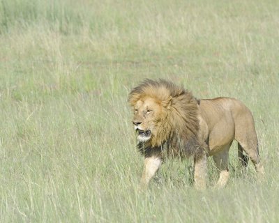 Lion, Male-011413-Maasai Mara National Reserve, Kenya-#2093.jpg