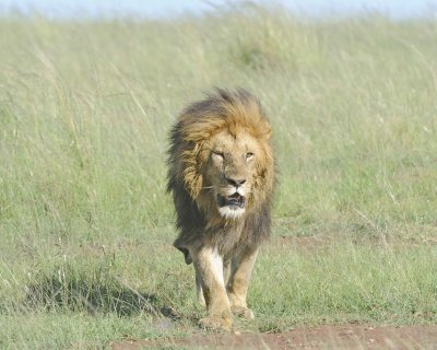 Lion, Male-011413-Maasai Mara National Reserve, Kenya-#2118.jpg