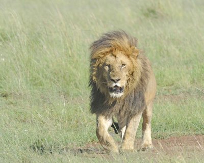 Lion, Male-011413-Maasai Mara National Reserve, Kenya-#2132.jpg