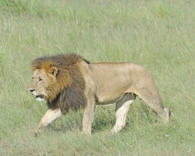 Lion, Male-011413-Maasai Mara National Reserve, Kenya-#2137.jpg