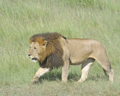 Lion, Male-011413-Maasai Mara National Reserve, Kenya-#2138.jpg