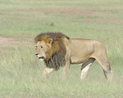 Lion, Male-011413-Maasai Mara National Reserve, Kenya-#2152.jpg