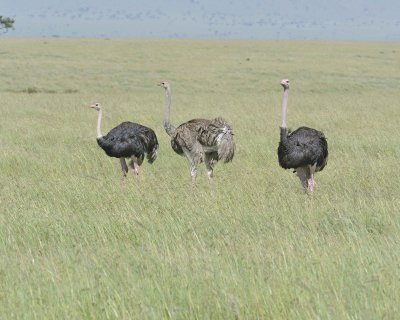 Ostrich, Common, Female & 2 Males-011413-Maasai Mara National Reserve, Kenya-#2626.jpg