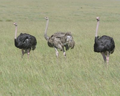 Ostrich, Common, Female & 2 Males-011413-Maasai Mara National Reserve, Kenya-#2645.jpg