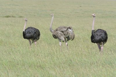 Ostrich, Common, Female & 2 Males-011413-Maasai Mara National Reserve, Kenya-#2646.jpg