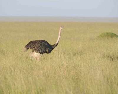 Ostrich, Common, Male-011413-Maasai Mara National Reserve, Kenya-#0758.jpg