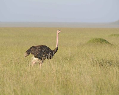 Ostrich, Common, Male-011413-Maasai Mara National Reserve, Kenya-#0759.jpg