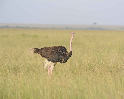 Ostrich, Common, Male-011413-Maasai Mara National Reserve, Kenya-#0826.jpg