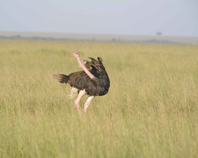 Ostrich, Common, Male-011413-Maasai Mara National Reserve, Kenya-#0837.jpg