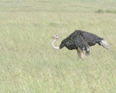 Ostrich, Common, Male-011413-Maasai Mara National Reserve, Kenya-#2553.jpg