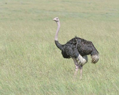 Ostrich, Common, Male-011413-Maasai Mara National Reserve, Kenya-#2594.jpg