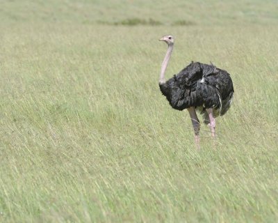 Ostrich, Common, Male-011413-Maasai Mara National Reserve, Kenya-#2699.jpg