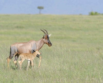 Topi, Female & Calf-011413-Maasai Mara National Reserve, Kenya-#1517.jpg
