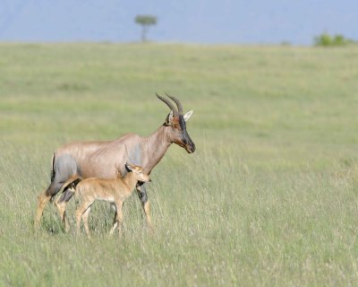 Topi, Female & Calf-011413-Maasai Mara National Reserve, Kenya-#1518.jpg