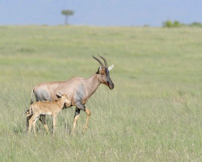 Topi, Female & Calf-011413-Maasai Mara National Reserve, Kenya-#1521.jpg
