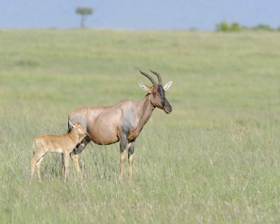 Topi, Female & Calf-011413-Maasai Mara National Reserve, Kenya-#1522.jpg